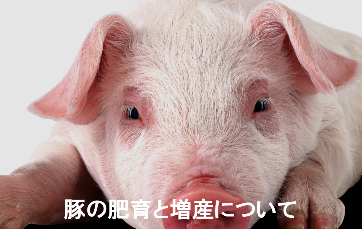 豚の肥育と増産について