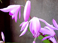 ありがちな春の写真3（紫蘭の花）